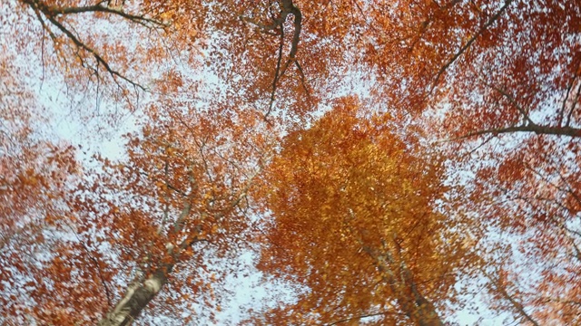 秋天山毛榉树的低天使视图