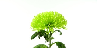 白色背景上的绿色菊花
