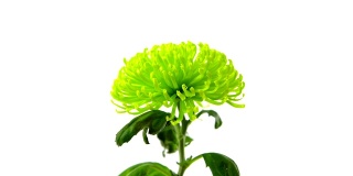 白色背景上的绿色菊花