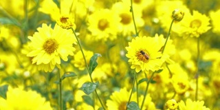 近菊黄花花粉和蜜蜂，菊花花田