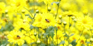 近菊黄花花粉和蜜蜂，菊花花田