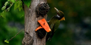 啄木鸟一种大的黄颈啄木鸟(黄颈啄木鸟黄颈啄木鸟)，以树枝为食