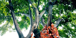 许多祝福的卡片在一棵大树上，重庆，中国。