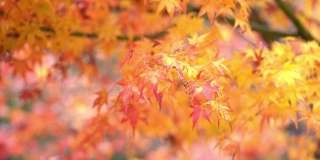 秋天五颜六色的枫叶