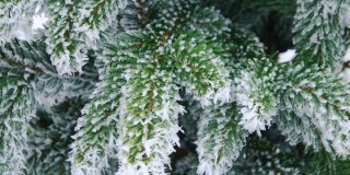 冬天的杉树森林与下雪的圣诞树。树枝被雪拉近了