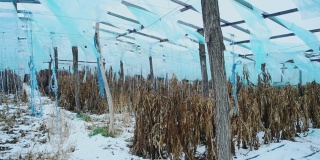 冬季废弃的温室。冰雪覆盖的冰冻果实