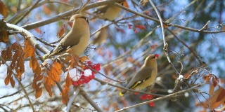 波西米亚蜡翼鸟(Bombycilla garrulus)——鸣禽坐在月桂浆果的树枝上