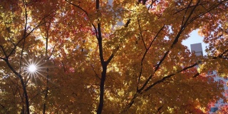 日本京都的秋叶镜头。近距离观察日本秋天的红枫树叶。