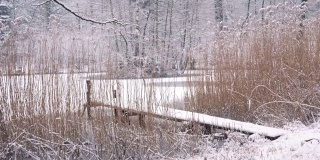 白雪覆盖的芦苇湖