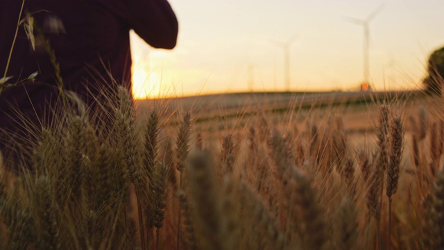 农民的手/帽子抚摸着麦田里的小麦植株，远处有风力涡轮机