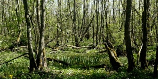 春天有桤木的森林