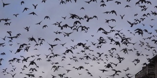 一群鸽子在头顶的天空中快速地飞翔。