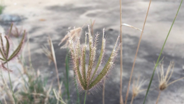 自然为背景