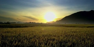 无人机低低地飞过稻田，在日出时飞往黑山