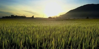 拂晓时分，远山上的稻田随风摇曳