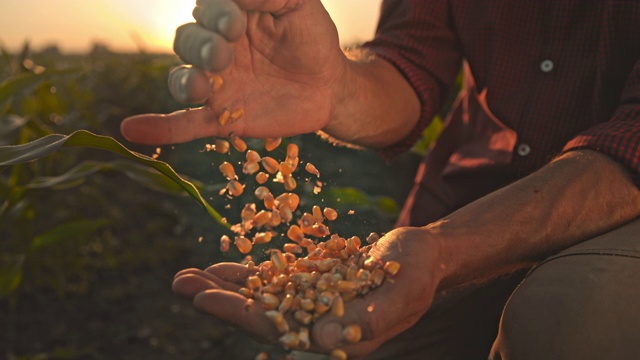 一名面目不明的农民在日落时分拔罐玉米粒