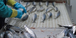 工厂的员工正在清洗冷冻鱼。运输机构是鱼类的搬迁加工。
