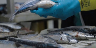 冷冻鱼正在被工厂的工作人员清洗。运输机构是鱼类的搬迁加工。