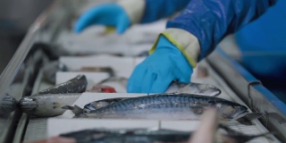 鱼类工厂的专家们正在把海鱼从运输机械转移到集装箱。渔场工厂。