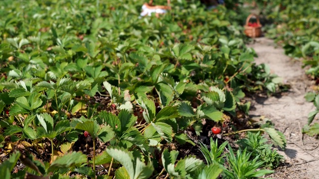 收集新鲜草莓在农场- 4K视频