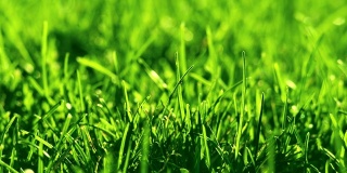 公园里的绿草在风中。美丽的夏日绿色背景。