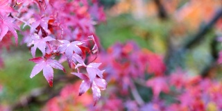 在日本摇动五颜六色的叶子