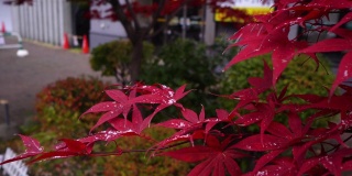 北海道札幌的红叶飘雪(特写)