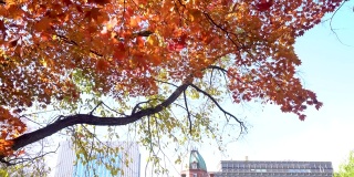 北海道政府办公室秋日公园树上飘散的桔黄色树叶