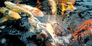 美丽的锦鲤在池塘里游泳，中国西安。