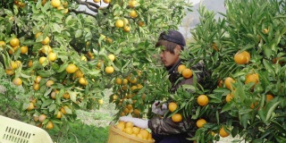 一个小企业主在他的柑橘农场采摘橙子