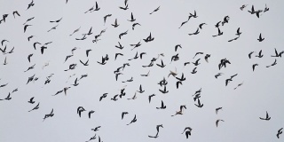 一群鸽子在快速地盘旋着