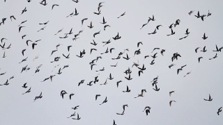 一群鸽子在快速地盘旋着视频素材模板下载