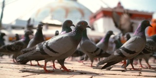 在尼泊尔加德满都，大型鸽子群在人行道上行走和飞翔的慢镜头，以博德纳塔为背景。