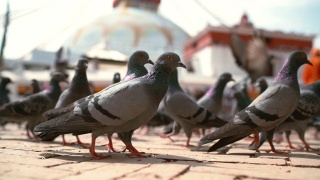 在尼泊尔加德满都，大型鸽子群在人行道上行走和飞翔的慢镜头，以博德纳塔为背景。视频素材模板下载