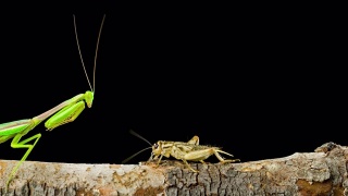 螳螂抓蟋蟀的微距镜头视频素材模板下载