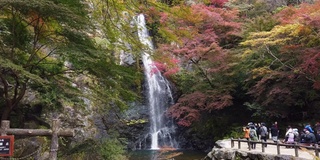 瀑布和五颜六色的枫叶背景在日本的Momiji。