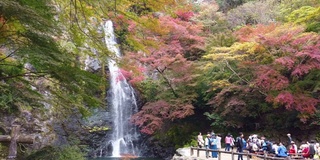 瀑布和五颜六色的枫叶背景在日本的Momiji。