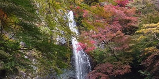 瀑布和五颜六色的枫叶背景在日本的Momiji。