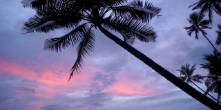美丽的棕榈树日落