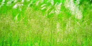 褐色的草花随风摆动在绿色的草地背景