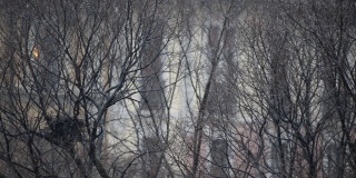 城里光秃秃的树木在第一场雪下