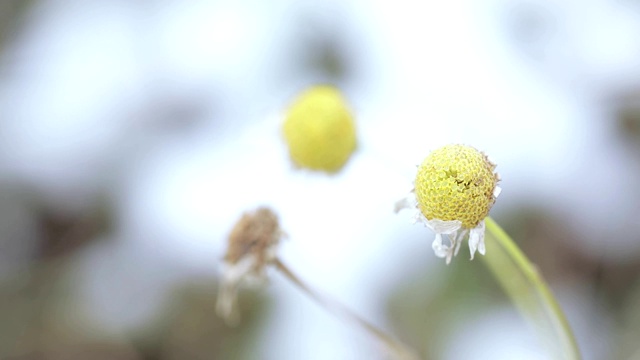 洋甘菊的花和叶