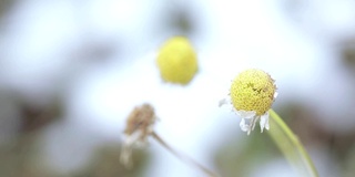 洋甘菊的花和叶