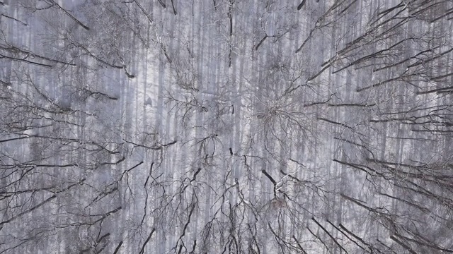 空中从上到下的雪域森林背景的顶部视图