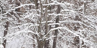 雪花落在树的背景上