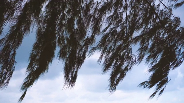 海边松叶被强风吹过的4k视频。