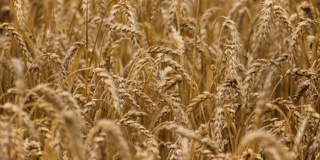 降雨天气中小麦的小穗。黄麦田风近。缓慢的运动。农业、农业、麦片。