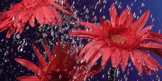 超级慢镜头:雨中的雏菊花，蓝色背景