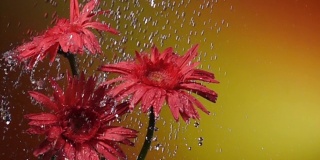 超级慢镜头:雨中的雏菊，黄色背景