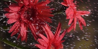 慢镜头垂直拍摄:雨中的雏菊，绿叶为背景